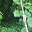  Land for sale in Cardenas, Tabasco, Cardenas