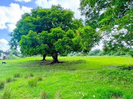  Land for sale in Alaminos City, Pangasinan, Alaminos City