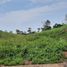  Land for sale in Yurimaguas, Loreto, Yurimaguas, Alto Amazonas, Loreto