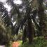  Land for sale in Pancang Bedena, Selangor, Pancang Bedena, Sabak Bernam