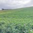  Land for sale in Choconta, Cundinamarca, Choconta