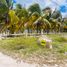  Land for sale in Dzemul, Yucatan, Dzemul