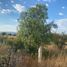  Land for sale in Guadalupe, Zacatecas, Guadalupe, Zacatecas