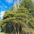  Terreno (Parcela) en venta en Chile, Puerto Octay, Osorno, Los Lagos, Chile