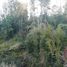  Land for sale in Chile, Puerto Montt, Llanquihue, Los Lagos, Chile