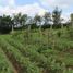  Land for sale in Zinapecuaro, Michoacan, Zinapecuaro