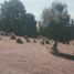  Land for sale in Zinapecuaro, Michoacan, Zinapecuaro