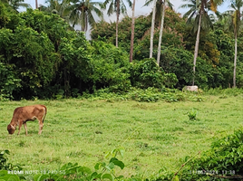  Land for sale in El Nido, Mimaropa, El Nido, Palawan, Mimaropa