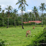  Land for sale in El Nido, Mimaropa, El Nido, Palawan, Mimaropa