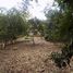  Land for sale in Cuetzalan Del Progreso, Puebla, Cuetzalan Del Progreso