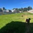  Terreno (Parcela) en alquiler en Puebla, Cuautlancingo, Puebla