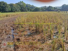  Grundstück zu verkaufen in La Union, Ilocos, San Fernando City, La Union, Ilocos