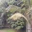  Land for sale in Comas, Lima, Comas, Lima, Lima