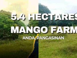  Land for sale in Pangasinan, Ilocos, Anda, Pangasinan