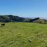  Land for sale in Chile, Los Muermos, Llanquihue, Los Lagos, Chile