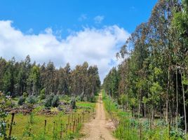  Terreno (Parcela) en venta en Maule, Pelluhue, Cauquenes, Maule