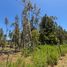  Terreno (Parcela) en venta en Maule, Pelluhue, Cauquenes, Maule