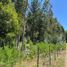  Terreno (Parcela) en venta en Maule, Pelluhue, Cauquenes, Maule