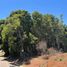  Terreno (Parcela) en venta en Maule, Pelluhue, Cauquenes, Maule