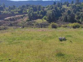  Terreno (Parcela) en venta en Chile, Los Muermos, Llanquihue, Los Lagos, Chile
