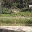  Land for sale in Conocoto, Pichincha, Conocoto