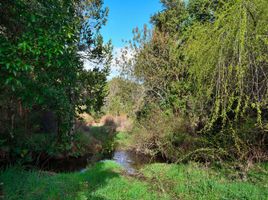  Terreno (Parcela) en venta en Chile, Los Muermos, Llanquihue, Los Lagos, Chile