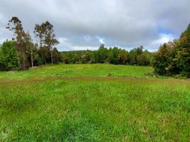  Land for sale in Llanquihue, Los Lagos, Los Muermos, Llanquihue
