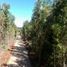  Terreno (Parcela) en venta en Maule, Pelluhue, Cauquenes, Maule
