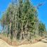  Terreno (Parcela) en venta en Maule, Pelluhue, Cauquenes, Maule