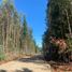  Terreno (Parcela) en venta en Maule, Pelluhue, Cauquenes, Maule