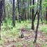  Land for sale in Chiquilistlan, Jalisco, Chiquilistlan