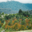  Terreno (Parcela) en venta en Araucanía, Curarrehue, Cautín, Araucanía