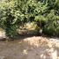 Land for sale in Tepoztlan, Morelos, Tepoztlan