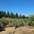  Terreno (Parcela) en venta en Maule, Cauquenes, Cauquenes, Maule