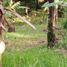  Terrain for sale in Tanay, Rizal, Tanay