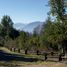  Grundstück zu verkaufen in Pucon, Araucania, Pucon, Cautin, Araucania