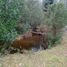  Terreno (Parcela) en venta en Araucanía, Villarrica, Cautín, Araucanía