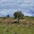  Land for sale in Los Lagos, Dalcahue, Chiloe, Los Lagos