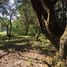  Terreno (Parcela) en venta en Araucanía, Villarrica, Cautín, Araucanía