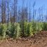  Terreno (Parcela) en venta en Ñuble, Ránquil, Itata, Ñuble