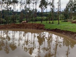  Terreno (Parcela) en venta en Chile, Navidad, Cardenal Caro, Libertador General Bernardo O'Higgins, Chile