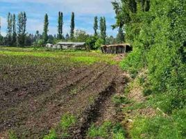  Terreno (Parcela) en venta en Maule, Villa Alegre, Linares, Maule
