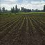  Terreno (Parcela) en venta en Maule, Villa Alegre, Linares, Maule