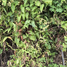  Terreno (Parcela) en venta en Acapulco, Guerrero, Acapulco, Guerrero