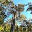  Land for sale in Charo, Michoacan, Charo