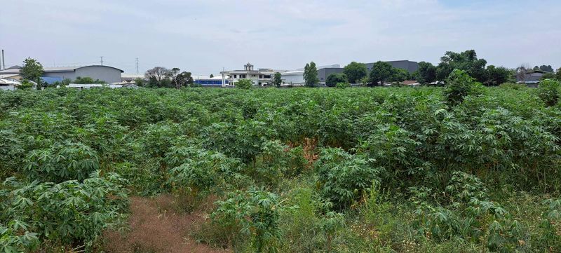 Land for sale In Bueng Pattaya