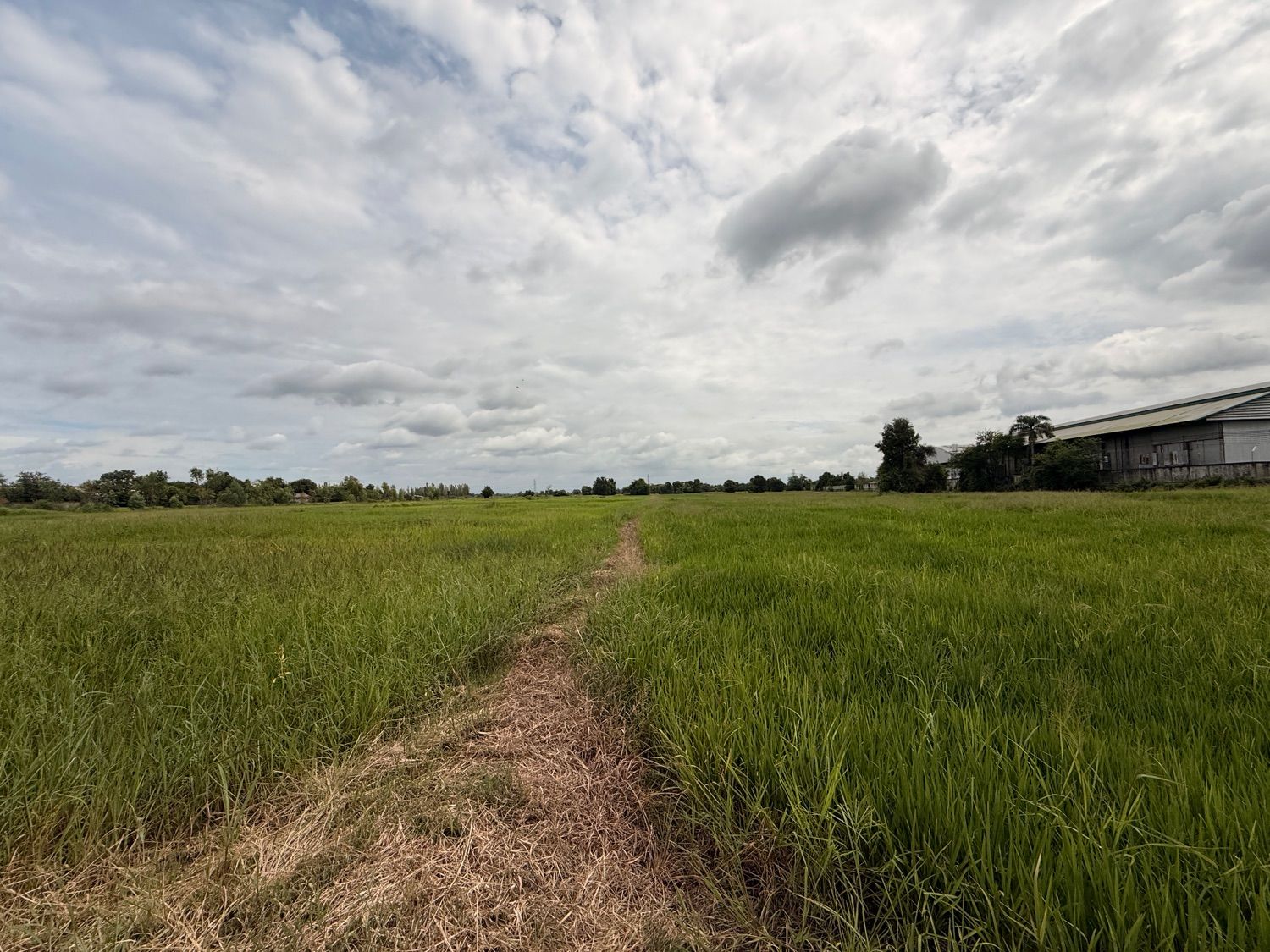 Land for sale In Makhuea Chae Lamphun