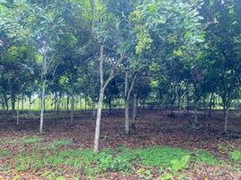  Land for sale in Quinsaloma, Los Rios, Quinsaloma, Quinsaloma