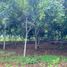  Land for sale in Quinsaloma, Los Rios, Quinsaloma, Quinsaloma