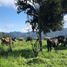  Casa en venta en San Miguel de los Bancos, Pichincha, San Miguel De Los Bancos, San Miguel de los Bancos